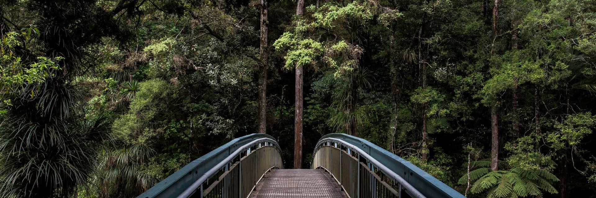 Curved wooden bridge extending forwards into a luscious forest